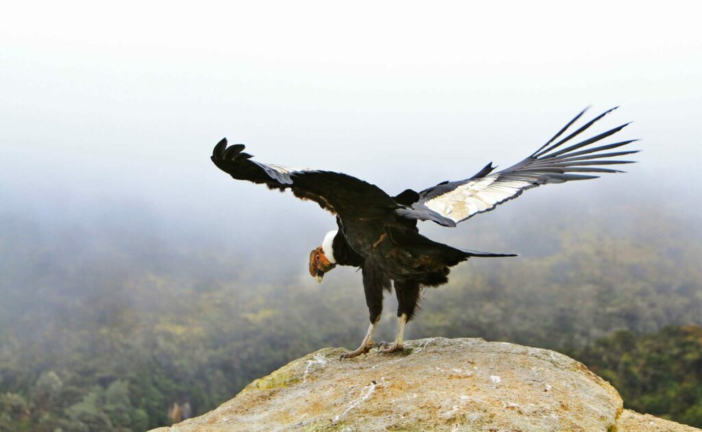 Condor cabildo indígena de Puracé