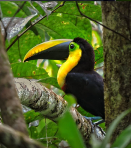 Fotografía: cortesía Reserva El Paraíso