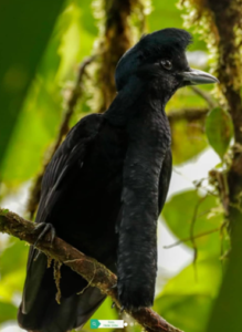 Fotografía: cortesía Reserva El Paraíso